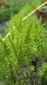 Attēlu rezultāti vaicājumam “Palustriella”