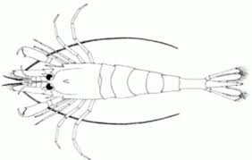 Attēlu rezultāti vaicājumam “Crangon crangon”