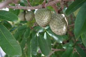 Attēlu rezultāti vaicājumam “Libanotis montana fruit”