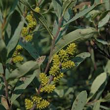Attēlu rezultāti vaicājumam “Myrica gale male flower”