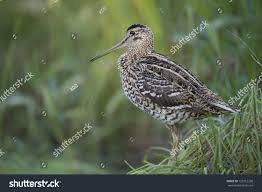 Image result for Gallinago media