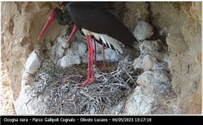 Attēlu rezultāti vaicājumam “Ciconia nigra nest”
