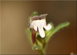 Attēlu rezultāti vaicājumam “Microrrhinum minus”