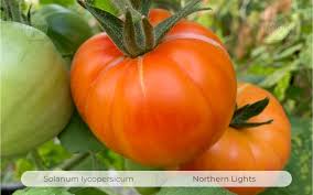 Afbeeldingsresultaat voor northern lights tomato