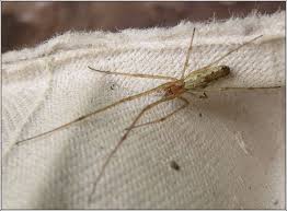 Attēlu rezultāti vaicājumam “Tetragnatha montana”