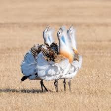 Image result for Otis tarda