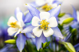 Image result for Aquilegia caerulea