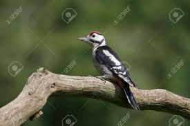 Attēlu rezultāti vaicājumam “Dendrocopos major juvenile”