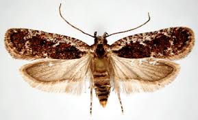 Attēlu rezultāti vaicājumam “Agonopterix hypericella imago”