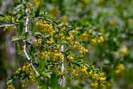 Attēlu rezultāti vaicājumam “Berberis vulgaris flower”
