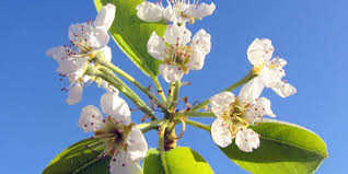 Attēlu rezultāti vaicājumam “Pyrus communis flower”