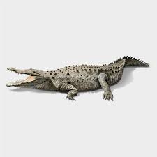 Image result for Crocodylus acutus