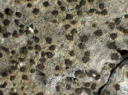 Attēlu rezultāti vaicājumam “Arthonia vinosa”