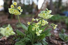 Attēlu rezultāti vaicājumam “Primula elatior flower”