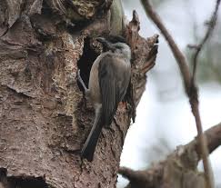 Attēlu rezultāti vaicājumam “Poecile montanus adult”