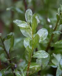 Attēlu rezultāti vaicājumam “Pseudobryum cinclidioides”