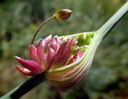 Attēlu rezultāti vaicājumam “Allium oleraceum flower”