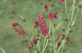 Attēlu rezultāti vaicājumam “Sanguisorba officinalis flower”