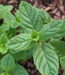 Attēlu rezultāti vaicājumam “Mentha spicata leaf”