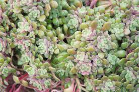 Image result for Aichryson