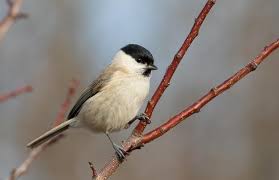 Attēlu rezultāti vaicājumam “Poecile palustris”