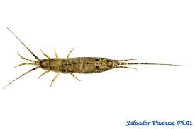 Attēlu rezultāti vaicājumam “Machilidae”