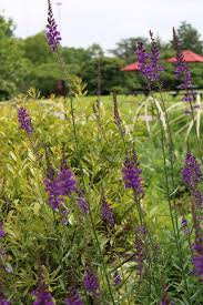 Image result for Linaria purpurea