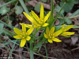 Attēlu rezultāti vaicājumam “Gagea pratensis flower”