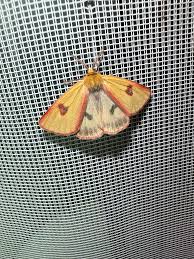 Attēlu rezultāti vaicājumam “Diacrisia sannio larva”