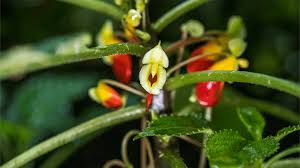 Attēlu rezultāti vaicājumam “Impatiens parviflora fruit”