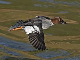 Attēlu rezultāti vaicājumam “Bucephala clangula female”