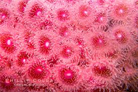 ผลการค้นหารูปภาพสำหรับ strawberry anemone