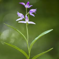 Attēlu rezultāti vaicājumam “Cephalanthera rubra leaf”