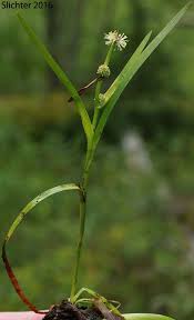 Attēlu rezultāti vaicājumam “Sparganium minimum fruit”