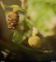 Attēlu rezultāti vaicājumam “Physarum sulphureum macro”