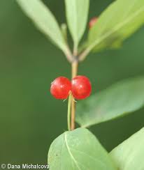 Attēlu rezultāti vaicājumam “Lonicera tatarica fruit”