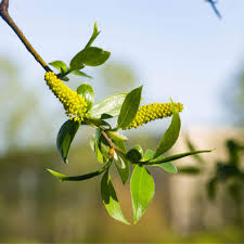 Attēlu rezultāti vaicājumam “Salix x fragilis”