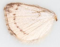 Attēlu rezultāti vaicājumam “Evergestis pallidata”