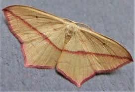 Attēlu rezultāti vaicājumam “Timandra comae”