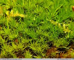 Attēlu rezultāti vaicājumam “Dicranum viride”