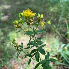 Image result for Hypericum perforatum
