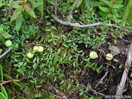 Attēlu rezultāti vaicājumam “Oxycoccus leaf”