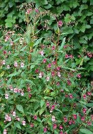 Image result for Impatiens glandulifera