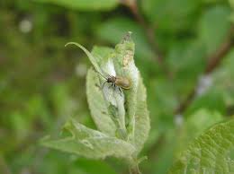 Attēlu rezultāti vaicājumam “Lochmaea caprea”
