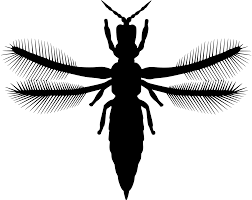 Attēlu rezultāti vaicājumam “Thysanoptera”