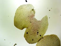 Attēlu rezultāti vaicājumam “Conocephalum salebrosum sporophyte”