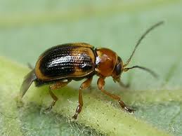 Attēlu rezultāti vaicājumam “Cryptocephalus pusillus”