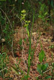 Attēlu rezultāti vaicājumam “Scheuchzeriaceae”