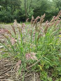 Attēlu rezultāti vaicājumam “Holcus lanatus  flower”
