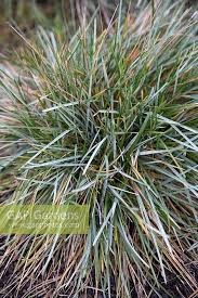 Attēlu rezultāti vaicājumam “Sesleria caerulea”